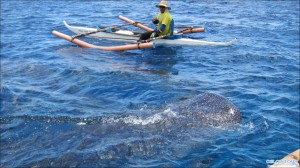 Read more about the article Oslob Whale Shark Watching