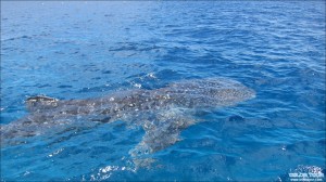 Read more about the article Oslob Whale Shark Watching