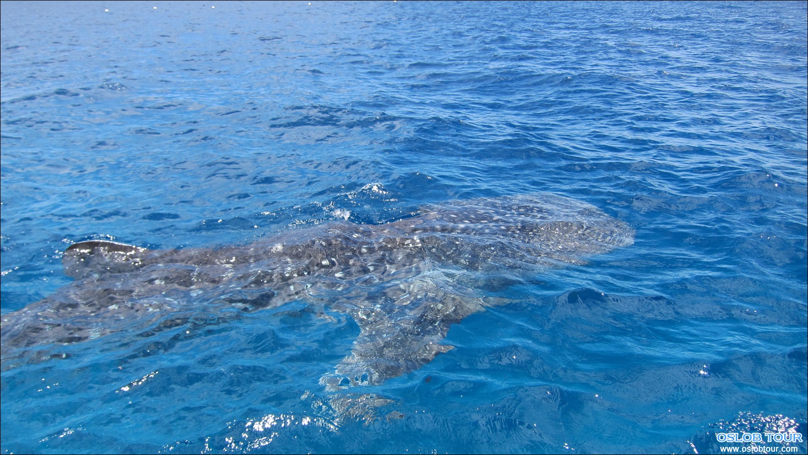 Read more about the article Oslob Whale Shark Watching