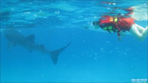 Read more about the article Oslob Snorkeling with a Whale Shark