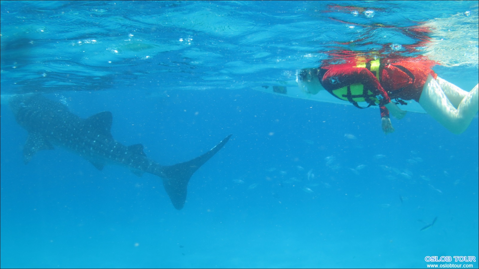 Read more about the article Oslob Snorkeling with a Whale Shark