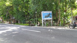 Read more about the article Itinerary of Oslob tour