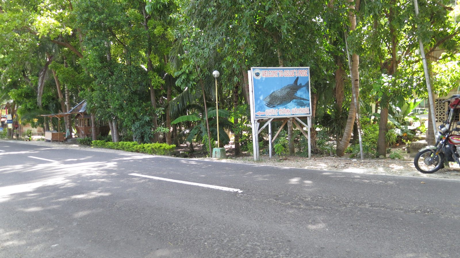 Read more about the article Itinerary of Oslob tour