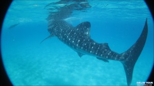 Read more about the article Oslob Whale Shark – Butanding