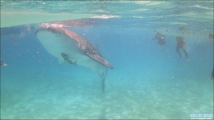 Read more about the article Oslob Whale Shark – Butanding