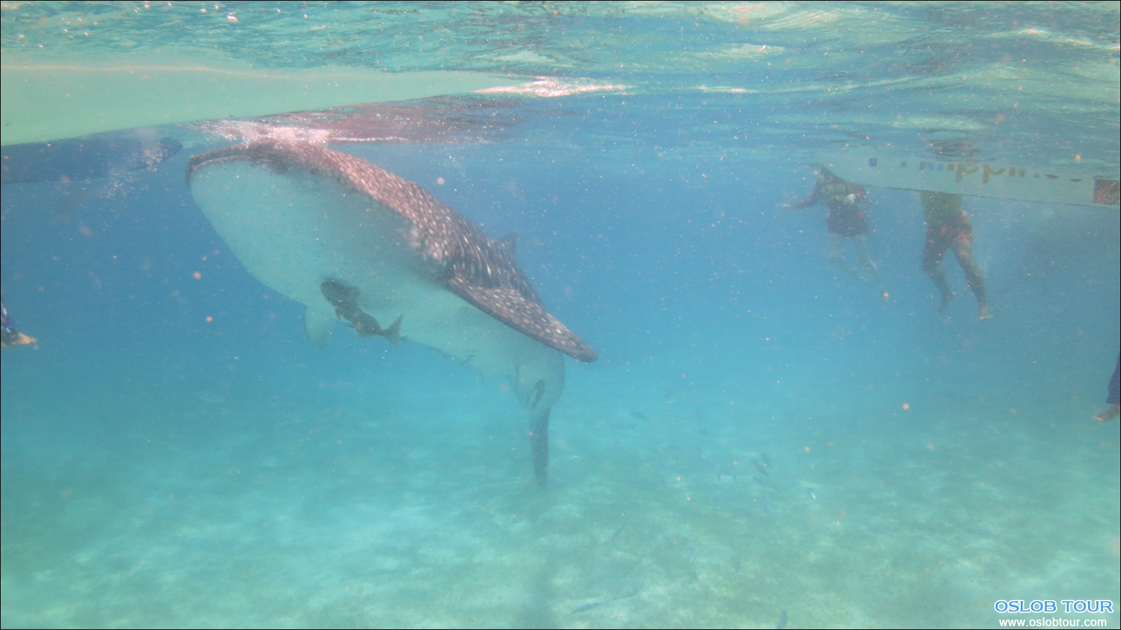 Read more about the article Oslob Whale Shark – Butanding