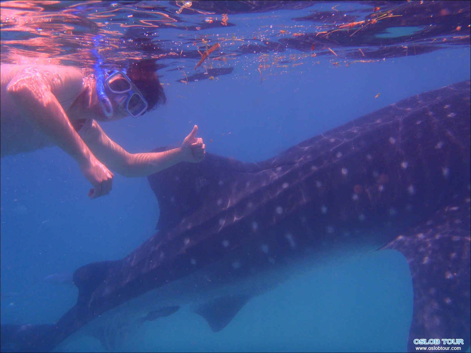 Read more about the article Oslob Whaleshark tour – 15 Oct 2013