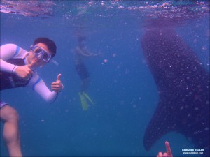 Read more about the article Cebu Oslob Whale shark tour – 11 Feb 2014