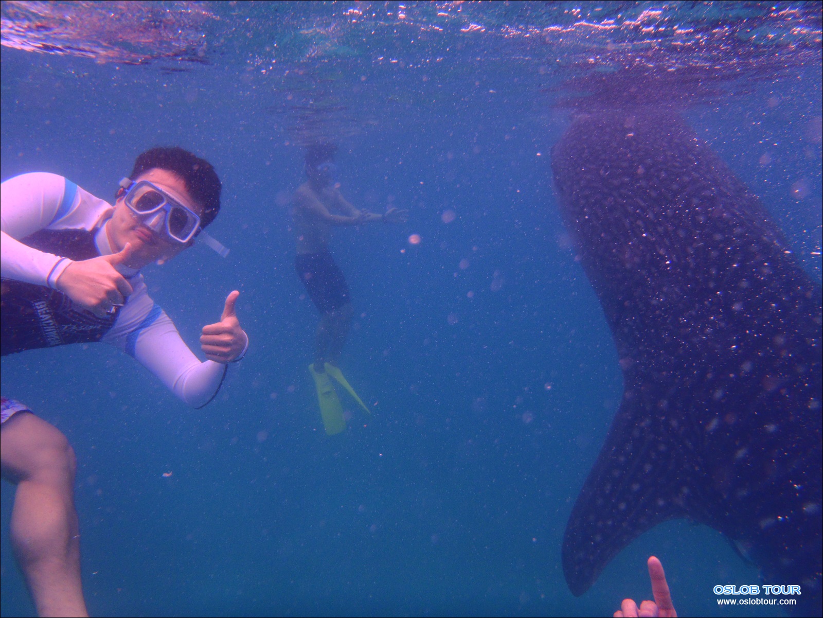 Read more about the article Cebu Oslob Whale shark tour – 11 Feb 2014