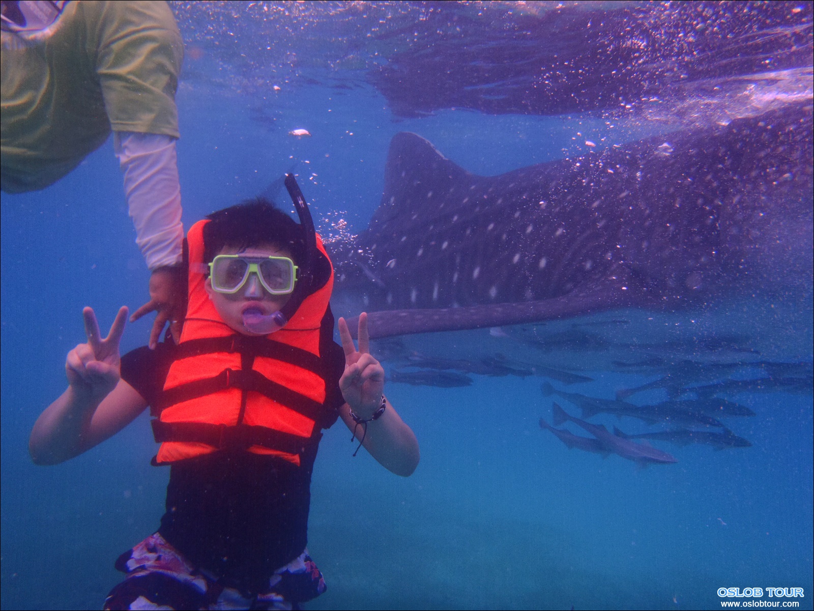 Read more about the article Cebu Oslob Whale shark tour – 3 Mar 2014