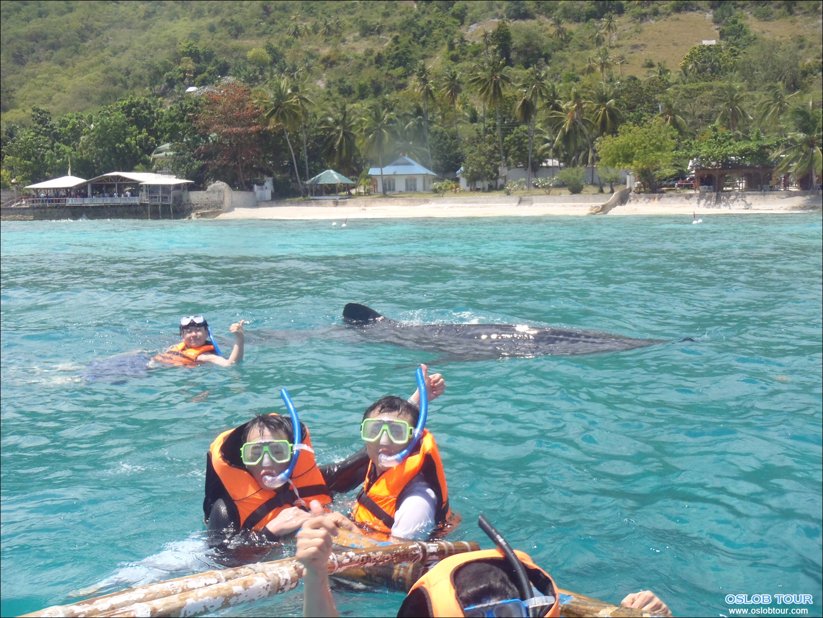 Read more about the article Cebu Oslob Whale shark tour – 8 Mar 2014