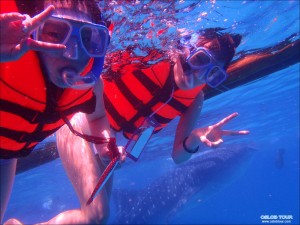Read more about the article Cebu Oslob Whale shark tour – 28 Apr 2014