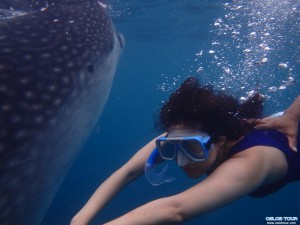 Read more about the article Cebu Oslob Whale shark watching Day tour – 29 July 2014