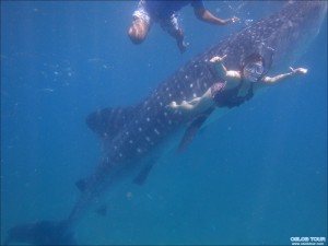Read more about the article Cebu Oslob Whale shark watching Day tour – 12 Aug 2014