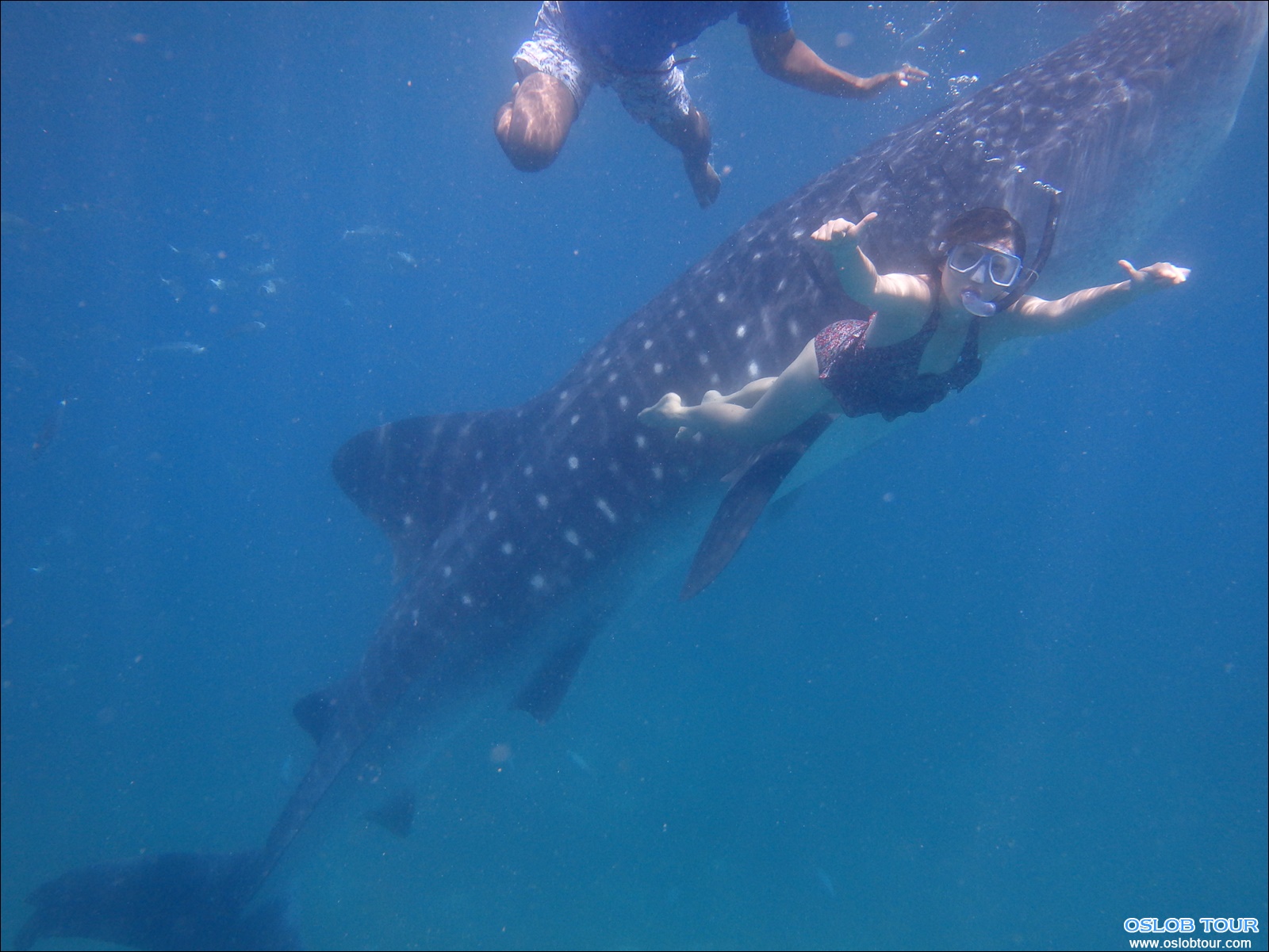 Read more about the article Cebu Oslob Whale shark watching Day tour – 12 Aug 2014