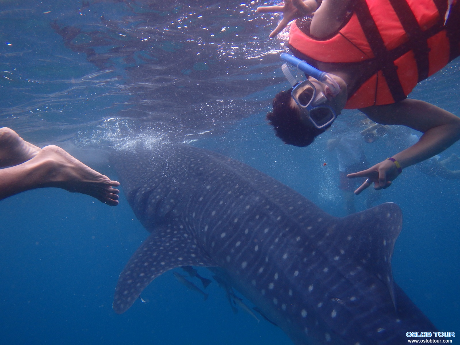 Read more about the article Cebu Oslob Whale shark watching Day tour – 16 Aug 2014