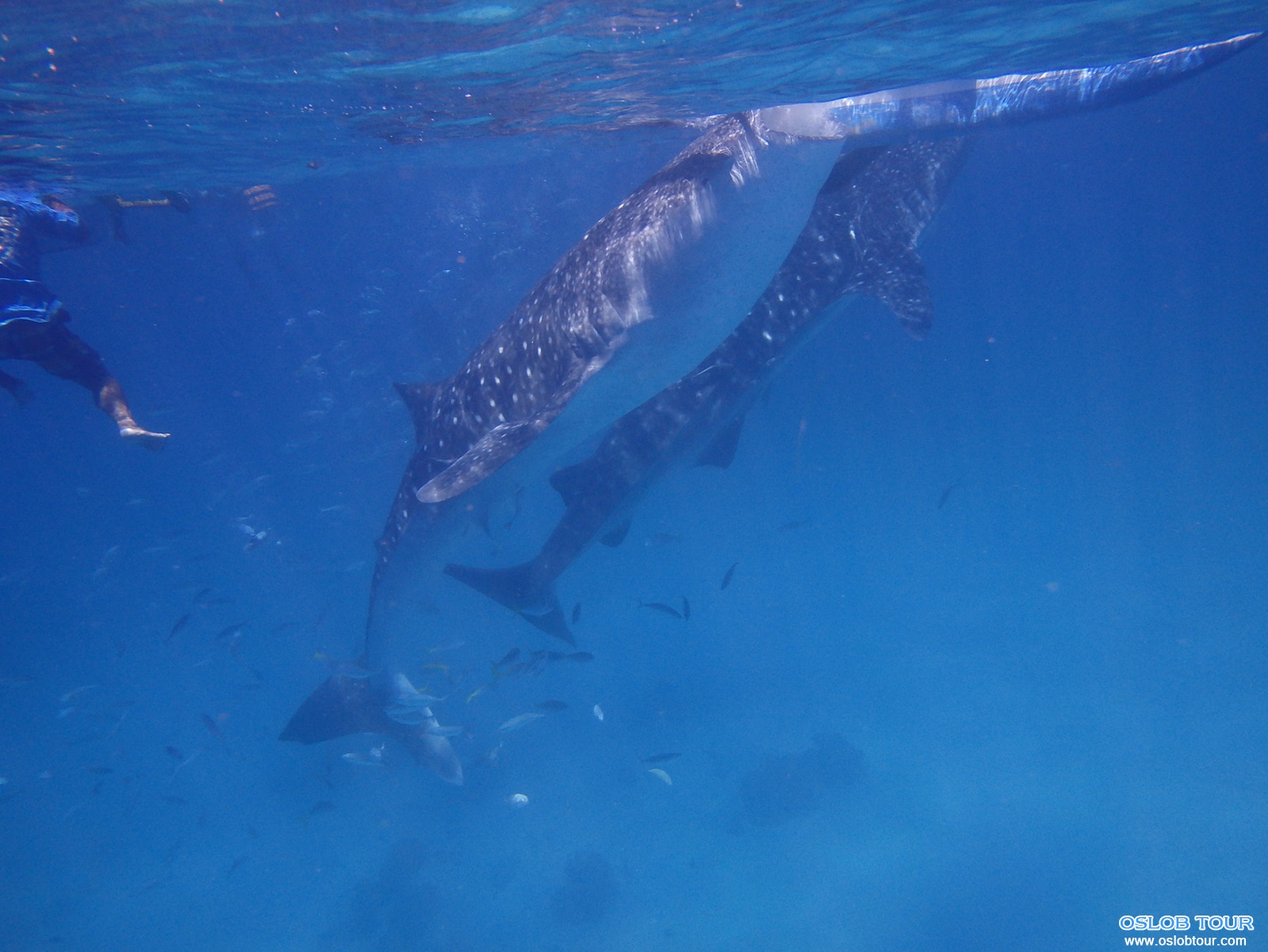 Read more about the article Cebu Oslob Whale shark watching Day tour – 19 Aug 2014