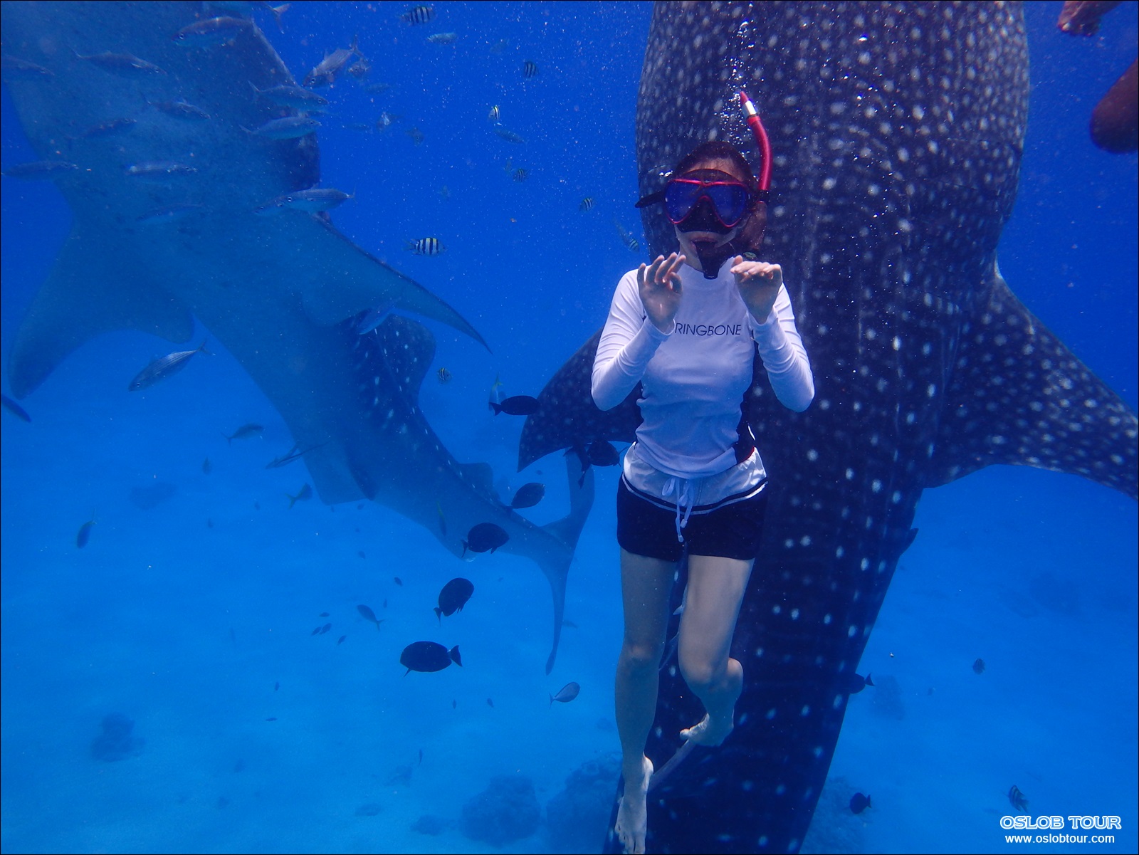 Read more about the article Cebu Oslob Whale shark watching Day tour – 28 Aug 2014