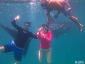 Read more about the article Cebu Oslob Whale shark watching Day tour – 6 Aug 2014