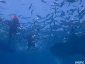 Read more about the article Cebu Oslob Whale shark watching Day tour – 9 Aug 2014