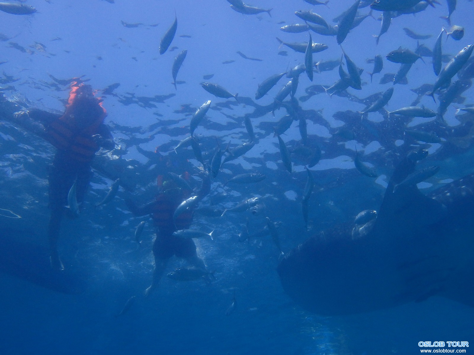 You are currently viewing Cebu Oslob Whale shark watching Day tour – 9 Aug 2014