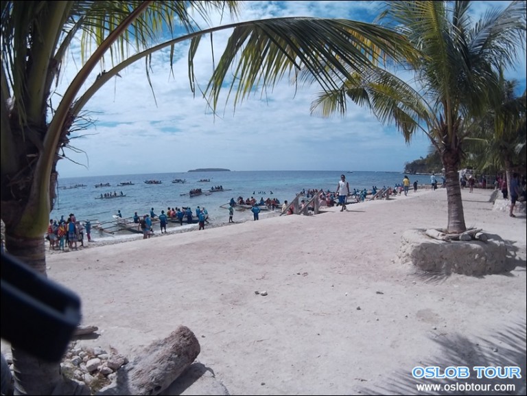 Cebu Oslob Whale shark watching Day tour – 28 Feb 2016