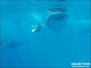 Read more about the article Cebu Oslob Whale shark watching Day tour – 5 Mar 2016
