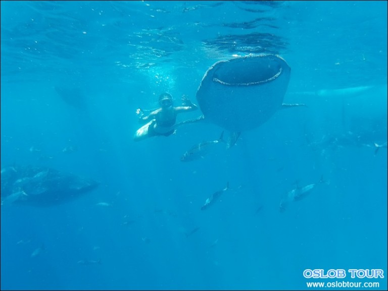 Cebu Oslob Whale shark watching Day tour – 5 Mar 2016
