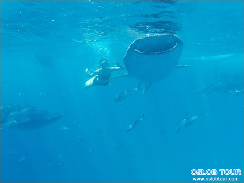 Read more about the article Cebu Oslob Whale shark watching Day tour – 5 Mar 2016