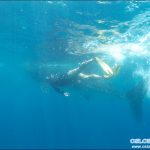 Cebu Oslob Whale shark watching Day tour – 30 Apr 2016