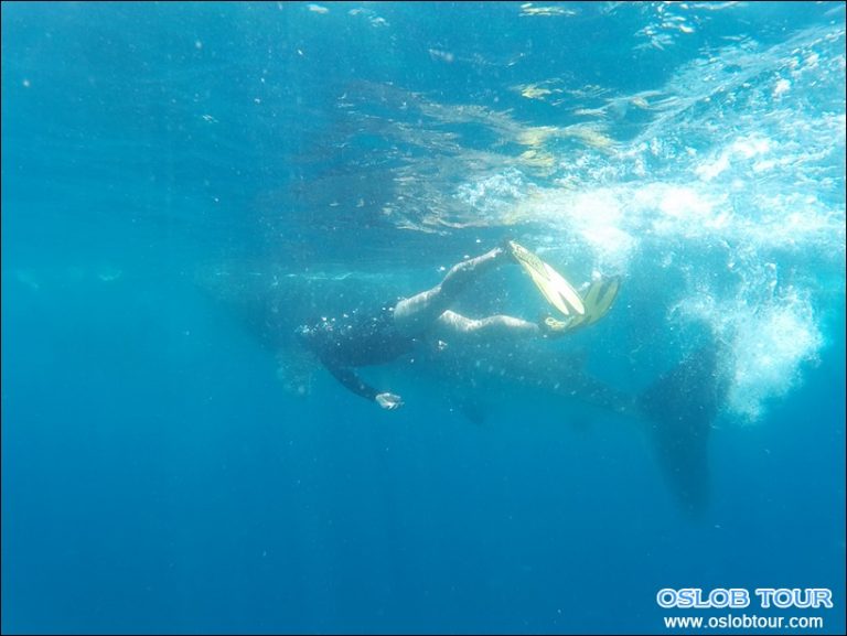 Cebu Oslob Whale shark watching Day tour – 30 Apr 2016