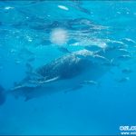 Cebu Oslob Whale shark watching Day tour – 5 June 2016