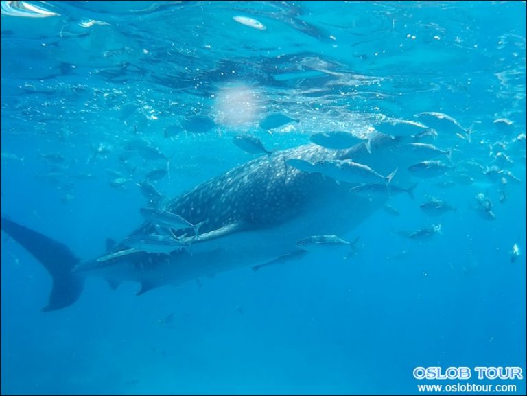 Cebu Oslob Whale shark watching Day tour – 5 June 2016