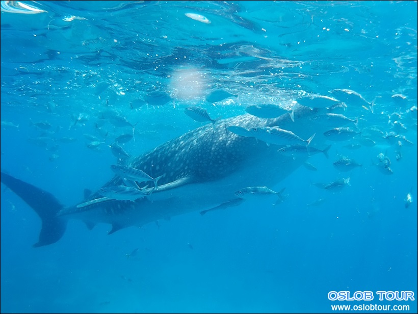 Read more about the article Cebu Oslob Whale shark watching Day tour – 5 June 2016