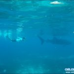 Cebu Oslob Whale shark watching Day tour – 6 June 2016