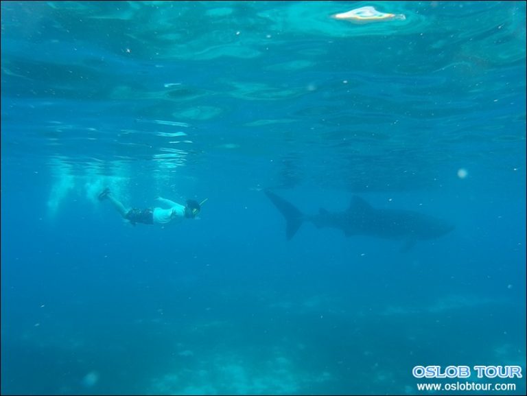 Cebu Oslob Whale shark watching Day tour – 6 June 2016