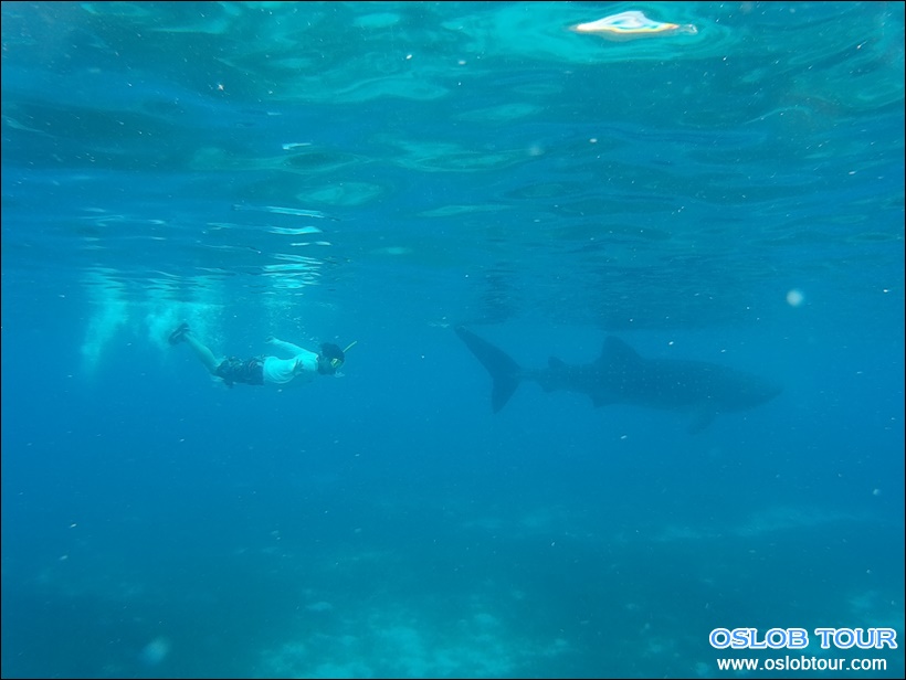 Read more about the article Cebu Oslob Whale shark watching Day tour – 6 June 2016